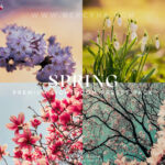 Gói Preset Lightroom Vibrant SPRING chủ đề mùa Xuân và Tết 2025 (xmp/acr, dng) S15P44