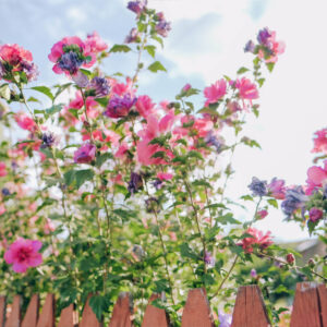 Gói Preset Mang Đến Không Khí Tươi Mát Chân Thực Mùa Xuân (XMP/ACR) S17P79 3 HIGHLIGHT