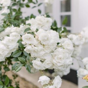 nencyha.com light and airy presets 3