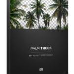 PALM TREES (png) V46T39