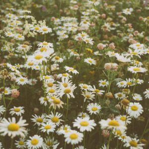 Fuji FP-100C Film Look Lightroom Presets – Bộ 19 Preset Giả Lập Màu Phim Fuji FP-100C Cho Lightroom (lr, dng) B37M88 13 nencyha.com fuji fp 100c film look lightroom 9