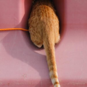 roman fox snaps by foxy 2024 presets 8