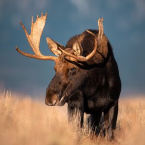 reneeroaming essentials desktop pack goi preset thiet ke cho nhiep anh chan dung phong canh 7